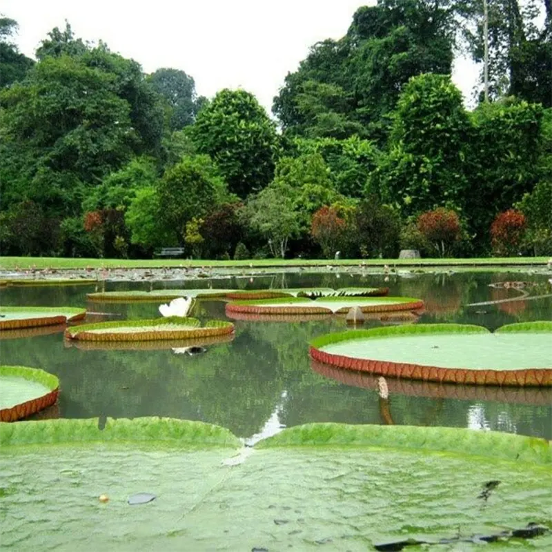 Kebun Raya Bogor | 10 Destinasi Wisata